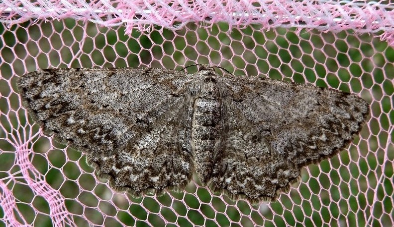 Ciclo vitale: Hypomecis punctinalis (Geometridae)